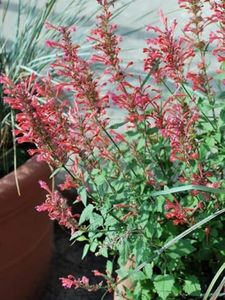 Perennial Farm Marketplace Agastache x Kudos 'Coral' (Dwarf Hummingbird Mint) Perennial, Size-#1 Container, Pink Flowers