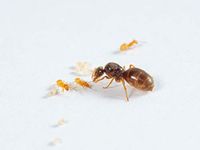 Live Queen ant Lasius flavus with 5-10 workers (starter kit)