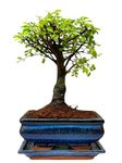 Bonsai Trees (5yr Old Broom Style Elm)