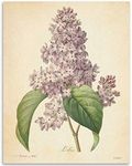 Vintage French Lilac Flower Botanic