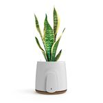 VITESY NATEDE BASIC Air Purifier Without Filters to Change | -99% of Bacteria, Microbes, Mold, VOCs and Viruses | Capture Ambient Odors | Sustainable and MADE IN ITALY