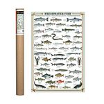 EuroGraphics Fresh Water Fish Poster 36 x 24 inch