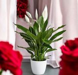 Kuberaa Peace Lily Live Spathiphyllum Indoor Plant with beautiful White Pot and pebbles, Air Purifying House Plant with White Flowers and large green leaves (same as in image)