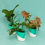 KYARI Combo of Peace Lily, Philodendron Broken Heart, Syngonium Pink Combo of 3 | Live Indoor Plant with Turkish Green Elite Pot| Best for Living Room, Kitchen, Bedroom, & Office Table