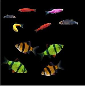 GloFish Li