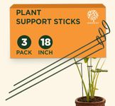 GOLD DUST Plant Support Sticks, 18 Inch (1.5 Ft Pack of 3), Plant Supporter, Garden Stakes for Plants, Home Garden Accessories, Climber Support for Plants, Money Plant Support Stick