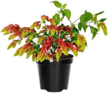 2 Shrimp Live Plants, Shrimp Plant Live, Justica Brandegeana Plant from 5 Inches Tall Seedling