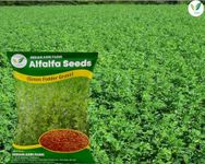 Iagrifarm Legume Fodder Seeds - Each in 250 gram - Pack of 1 / Hedge Lucerne Seed/Alfalfa Seed/Cowpea Seed/for Ruminants (Goat,Cow,Livestock and Cattle) Farming