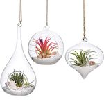 Mkouo 3 Pack Glass Hanging Planter Air Fern Holder Terrarium Plants Hanger Vase Home Decoration for Succulent Moss Tillandsias Air Plants, Olive, Globe and Teardrop