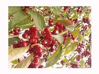 Sikkim Crabapple, Malus sikkimensis, Small - Medium Sized Fruit Tree, Rarely Offered, Great for UK Climate, 40-50cm Tall Plant in an 8cm Pot