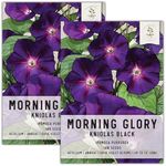 Seed Needs Black Kniolas Morning Glory Seeds for Planting - Heirloom & Open Pollinated Annual Vines - Cover a Fence or Trellis in Deep Purple Almost Black Flowers (2 Packs)