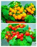 MOCCUROD 100 Seeds Indoor Cherry Tomato Dwarf Red and Yellow Tomato Rare Vegetable Heirloom Seeds