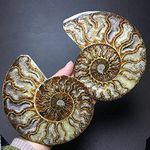 A Pair Natural Ammonite Fossil Conch Quartz Crystal Specimen Reiki Healing