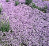 1 oz x (Dwarf) Creeping Thyme Herb 