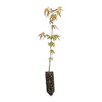 Japanese Maple | Medium Tree Seedli
