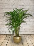 All Occasions, Indoor Palm Tree, Soft Palm Plant 100cm Bedroom, Kitchen and Living Room, Perfect for Clean Air, Delivered Next Day Prime