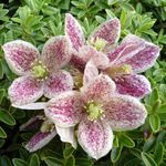 CLEMATIS CIRRHOSA FRECKLES- Superb Gift Plant & Flower Gift for Birthday,New Home Or for All Occasions