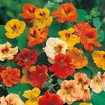 M-Tech Gardens New Rare Hybrid Nasturtium " Jewel Mixed " Exotic 5 Seeds for Growing