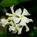 Star Jasmine Evergreen Climbing Garden Outdoor Plant for Trellis, Fences & Obelisks Baring Fragrant White Summer Flowers, 1 x Trachelospermum Jasminoides in 9cm Pot by Thompson & Morgan