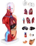 Medical Anatomical