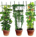 Garden Art Obelisk Trellis for Plant Support | Pack of 3 | 75 cm Tall