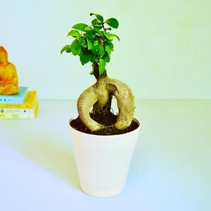 Abana Homes Bonsai Live Plant - 3 Years Old Ficus Microcarpa Bonsai Plants for Home Indoor, Ideal for Beginners, Living Room, Office | Bonsai Gifting | Height: 25 cm