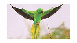 Byteon Parrot Green Multicolor Wall Posters 18x12