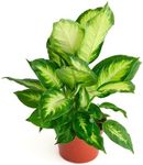 Shop Succulents Dieffenbachia Camille, Live Indoor Plant, Low Maintenance Tropical Houseplant with Attractive Variegated Leaves, Ideal for Home Decor, Office, and Room Enhancement, 6 Inch Nursery Pot