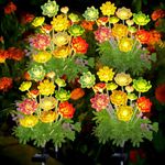 Kohlrabi Solar Garden Lights Outdoor, 2024 Upgraded Succulent Solar Lights, Gardening Gifts for Women, Succulent Plant Yard Decor Waterproof for Lawn Patio Pathway(4 Pack), DRdcd-4