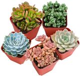 Sprout N Green Live Succulent Plants, 5 Pack Assorted Real Succulents Potted in 2" Starter Pot with Soil Mix, Rare Small Indoor House Plants for Home Garden Wedding Decor Party Favor