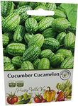 Cucumber Cucamelon Seeds in Pictori