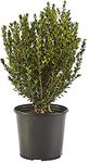 Shrub Wintergreen Boxwood 2.5 Qt, 1 Gallon, Green Foliage