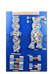 E S A W Human DNA Biological Model