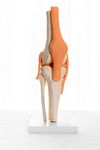 KKI Life Life Adult Human Knee Joint Bone Anatomical Model Perfect for Professional Medical training