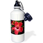 3dRose June Morning Red Hibiscus Flower-Sports Water Bottle, 21oz (wb_22381_1), Aluminum, White