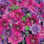 Outsidepride 50 Seeds Perennial Malva Sylvestris Merlin Purple French Hollyhock Flower Seeds for Planting