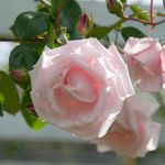 YouGarden Harkness Climbing Rose 'New Dawn' ™ in 4 Litre Pot, Ideal For Beds, Borders Or Patio Planting, Climbing Roses Fast Growing Highly Fragrant, Pink Rose Plant