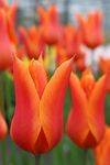 Tulips Lily Flowered - Ballerina Tulips Bulbs X 20 - Spring Flowering Bulbs for Gardens Perennials Ready to Plant - Bulbs Size 10/11- Fresh, Fragrant Bulbs. for Planting Now