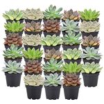 Arcadia Garden Products Live Assorted Mini Succulents in 2 in. Grower Pot, 28-Pack, Green (LV67) ***Cannot Ship to Hawaii***