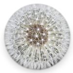 Real Dandelion Paperweight (Large) - Made from a Real Dandelion Seed Puff