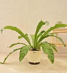 Ugaoo Bird Nest Fern Plant With 7.5 Inch Self Watering Pot