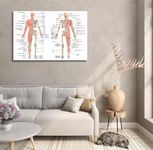 Tamatina Wall Posters | Educational Posters | Biology | Anatomy | Hospitals | Study | School | College | Laminated | Tearproof |Size - 92X61 cms.a176