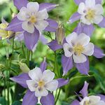 Aquilegia caerulea Seeds Granny's Bonnet Rocky Mountain Colorado Blue Columbine Hardy Perennial Blue Blooms RHS AGM Easy to Grow Your Own Flowers 1x Packet (Approx. 100 Seeds) by Thompson and Morgan