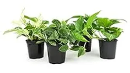 Live Pothos Plants (4PK) Indoor Pla