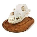 Benilev Dog Skull Anatomy Model, 3 