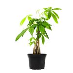 Money Tree Plant Indoor House Plants, Chinese Money Plant Decor, Bonsai Tree Feng Shui Decor, House Plants Indoors Live Plants Indoor Plants Live Houseplants Live Indoor Live Plants by Plants for Pets